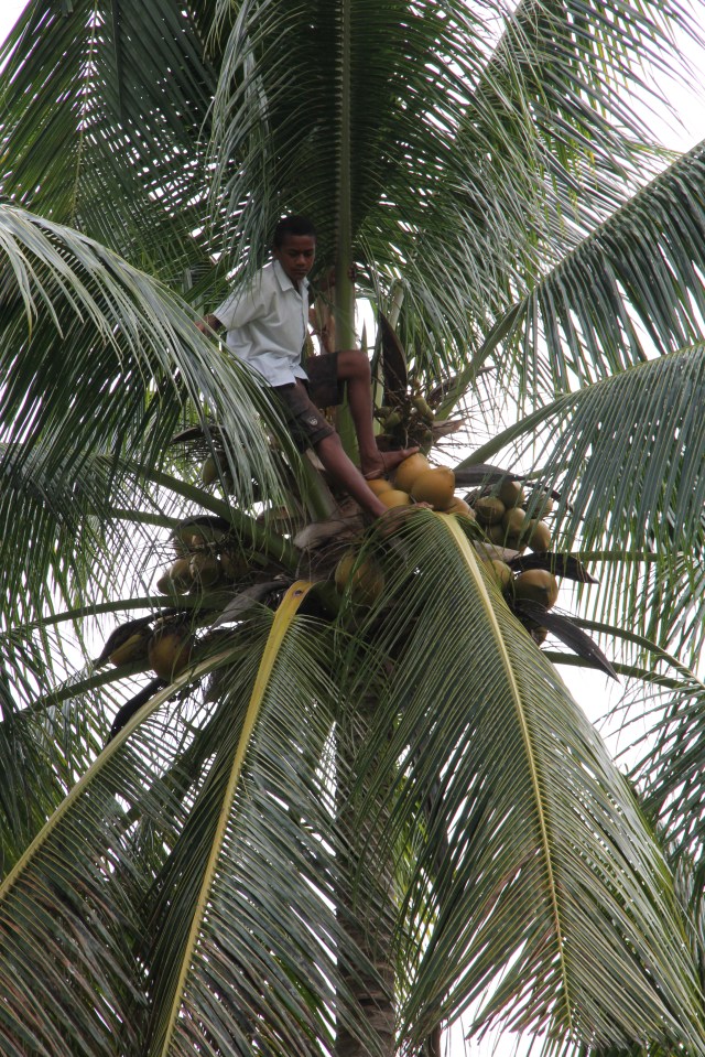 A student showing his talent - climbing a coconut tree as though it was child's play