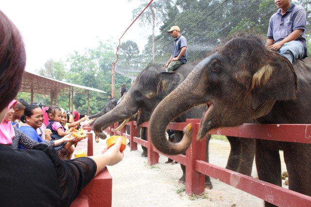 Elephant feeding (with pawpaws)