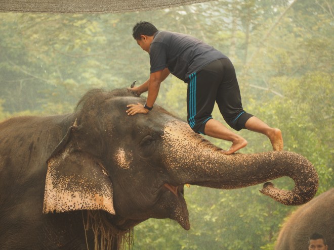 The special partnership between men and elephant on show 